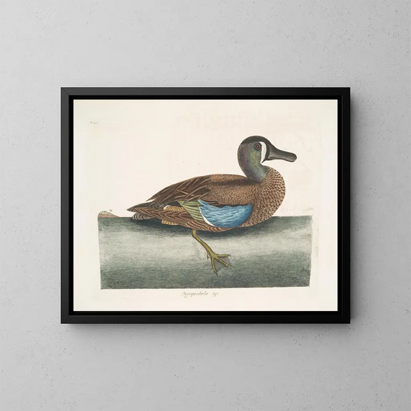 de pato silbador de cara blanca - Mark Catesby — cuadro enmarcado en la pared
