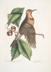 Quercus Castanea with tall leaves Virginian Oak Chestnut Tree Picus carius major with golden wings The Golden-winged Woodpecker - Mark Catesby — artwork view