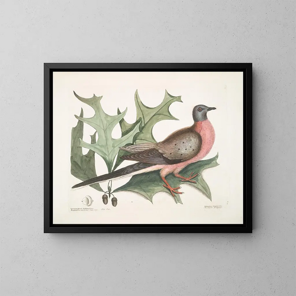 de Roble escarlata, hojas más anchas y espinosas, Paloma migratoria - Mark Catesby — cuadro enmarcado en la pared