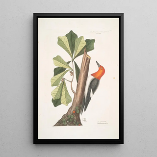 Mark Catesby - Quercus folio non serrato in summitate quasi triangulo Water Oak Picus capite toto rubro The red headed Woodpecker.webp