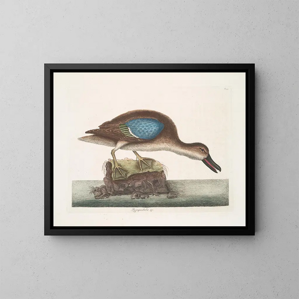 El pato silbador de alas azules - Mark Catesby — cuadro enmarcado en la pared
