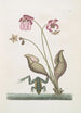 Rana Aquática La Rana de Agua Sarracena - Mark Catesby — vista de la obra