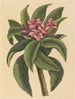 Frangipanni rojo Plumeria rubra - Mark Catesby — vista de la obra