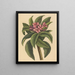 Frangipanni rojo Plumeria rubra - Mark Catesby — cuadro enmarcado en la pared