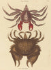 Crab Rock Motté Red Cancer grapsus - Mark Catesby — artwork view