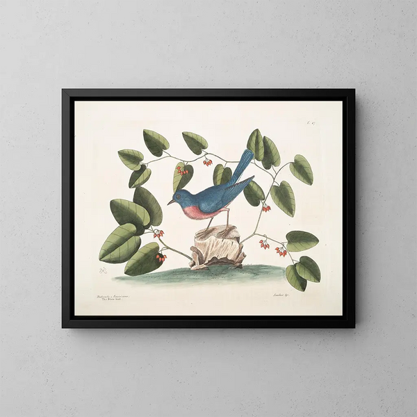 L'oiseau bleu - Mark Catesby — cuadro enmarcado en la pared