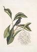 Rubicilla minor nigra El Pequeño Mirlo Negro Amelanchier c El árbol de las Franges - Mark Catesby — vista de la obra