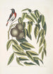 Ruticilla Americana La curruca de garganta roja Juglans Nigra La nuez negra - Mark Catesby — vista de la obra