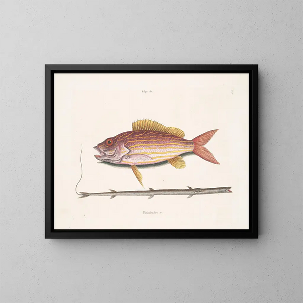 El pez-tabaco - Mark Catesby — cuadro enmarcado en la pared