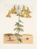 Escarabajo americano de las píldoras The Tumble Turds Lily c - Mark Catesby — vista de la obra