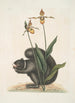 Sciurus Niger L'Écureuil Noir Calceolus El Zapato de Venus - Mark Catesby — vista de la obra