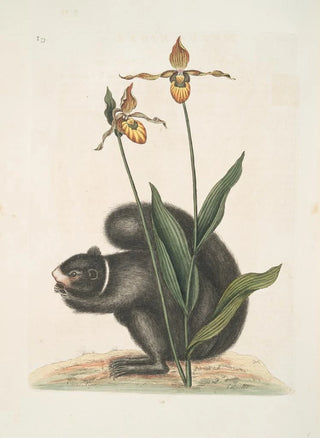 Mark Catesby - Sciurus Niger The BlackSquirrel Calceolus The Ladys Slipper.webp