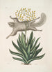 Flying Squirrel Viscum Painting - Mark Catesby — artwork view