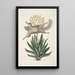 Flying Squirrel Viscum Painting - Mark Catesby — framed artwork on a wall