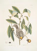 Squirrel volant Squirrel volant - Mark Catesby — artwork view