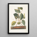 Scolopendra Hamamelis - Mark Catesby — framed artwork on a wall