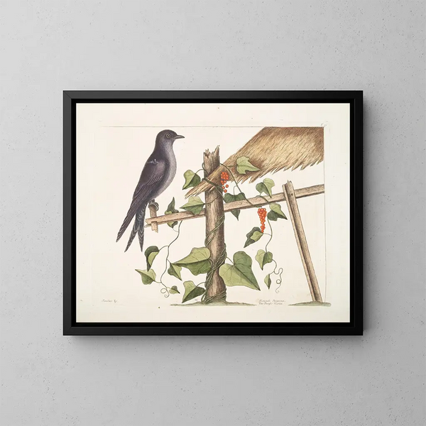 Smilax c. Hirundo purpurea, el Martin pourpre - Mark Catesby — cuadro enmarcado en la pared
