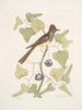 Smilax c Muscicapa cristata The Crested Flycatcher - Mark Catesby — artwork view