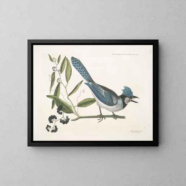 Smilax lisse, laurel de hojas no dentadas, bayas negras, el Smilax de hojas de laurel, Pica cristata carulea, el Arrendajo azul de cresta - Mark Catesby — cuadro enmarcado en la pared