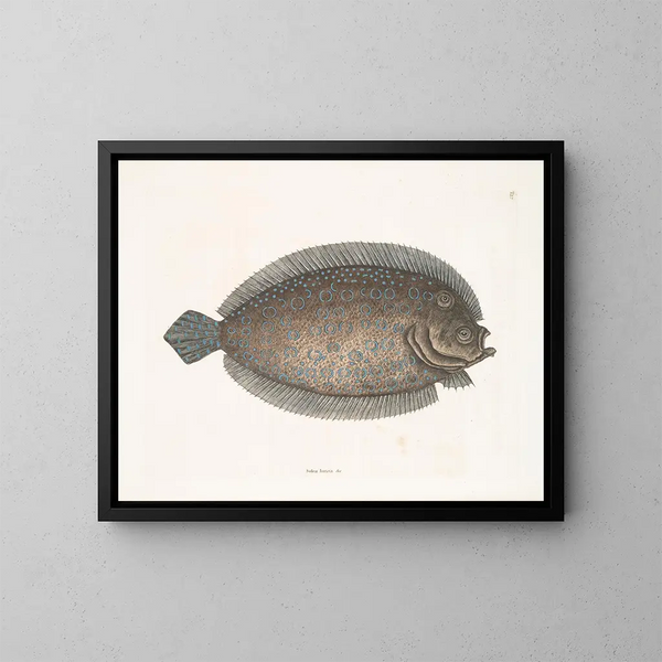 Solea lunata - Mark Catesby — cuadro enmarcado en la pared