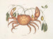 Tapie y cáncer terrestre, el cangrejo de tierra - Mark Catesby — vista de la obra