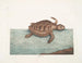 La tortuga caouanne - Mark Catesby — vista de la obra