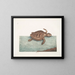 La tortuga caouanne - Mark Catesby — cuadro enmarcado en la pared