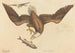 The Bald Eagle (Falco leucocephalus) - Mark Catesby — artwork view