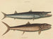 El barracuda - Mark Catesby — vista de la obra
