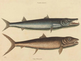 Mark Catesby - The Barracuda Esox barracuda.webp