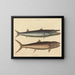El barracuda - Mark Catesby — cuadro enmarcado en la pared