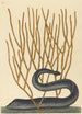 La Murène Noire Muraenae helenae varietas - Mark Catesby — vista de la obra
