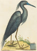El Herón Azul Ardea coerulea - Mark Catesby — vista de la obra