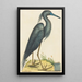 El Herón Azul Ardea coerulea - Mark Catesby — cuadro enmarcado en la pared