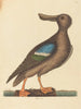 El pato cuchara de alas azules Anas clypeata hembra - Mark Catesby — vista de la obra