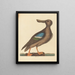 El pato cuchara de alas azules Anas clypeata hembra - Mark Catesby — cuadro enmarcado en la pared