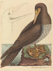 El loco Pelecanus sula - Mark Catesby — vista de la obra