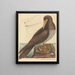 El loco Pelecanus sula - Mark Catesby — cuadro enmarcado en la pared
