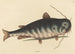 the Catfish Silurus catus - Mark Catesby | Painting — artwork view