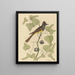 Le Moucherolle huppé Muscicapa cristata - Mark Catesby — framed artwork on a wall