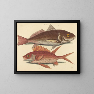 Mark Catesby - The Croker Perca undulata.webp
