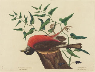 Mark Catesby - The Fieldfare of Carolina Turdus migratorius.webp