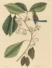 El trepador de pinos Parus americanus - Mark Catesby — vista de la obra