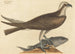 El halcón peregrino Falco haliaetus - Mark Catesby — vista de la obra