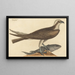 El halcón peregrino Falco haliaetus - Mark Catesby — cuadro enmarcado en la pared