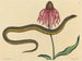 El serpiente de vidrio Anguis ventralis - Mark Catesby — vista de la obra