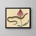 El serpiente de vidrio Anguis ventralis - Mark Catesby — cuadro enmarcado en la pared