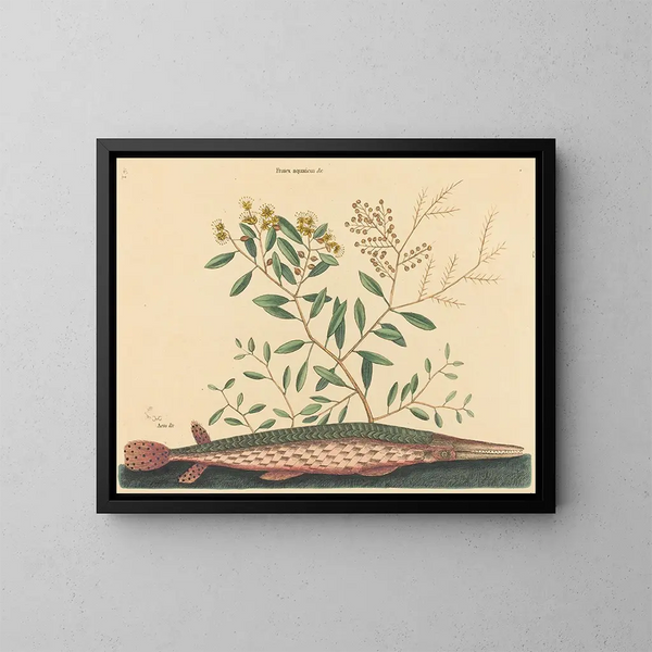 El pez verde Esox osseus - Mark Catesby — cuadro enmarcado en la pared