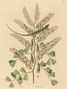 The Green Lizard of Jamaica Lacerta bullaris - Mark Catesby — artwork view