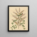 The Green Lizard of Jamaica Lacerta bullaris - Mark Catesby — framed artwork on a wall